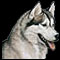 SiberianHusky_60.jpg