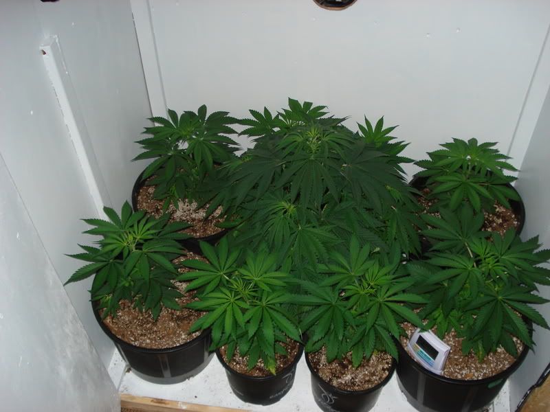 Gro001.jpg