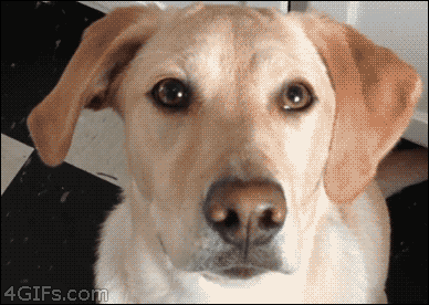 tumblr_mfpy8pCaOr1qdlh1io1_r1_400.gif