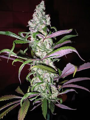 cannaaa2.jpg