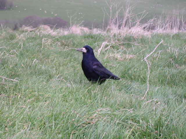 crow.jpg