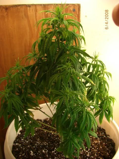 BigMomma26-4-08.jpg
