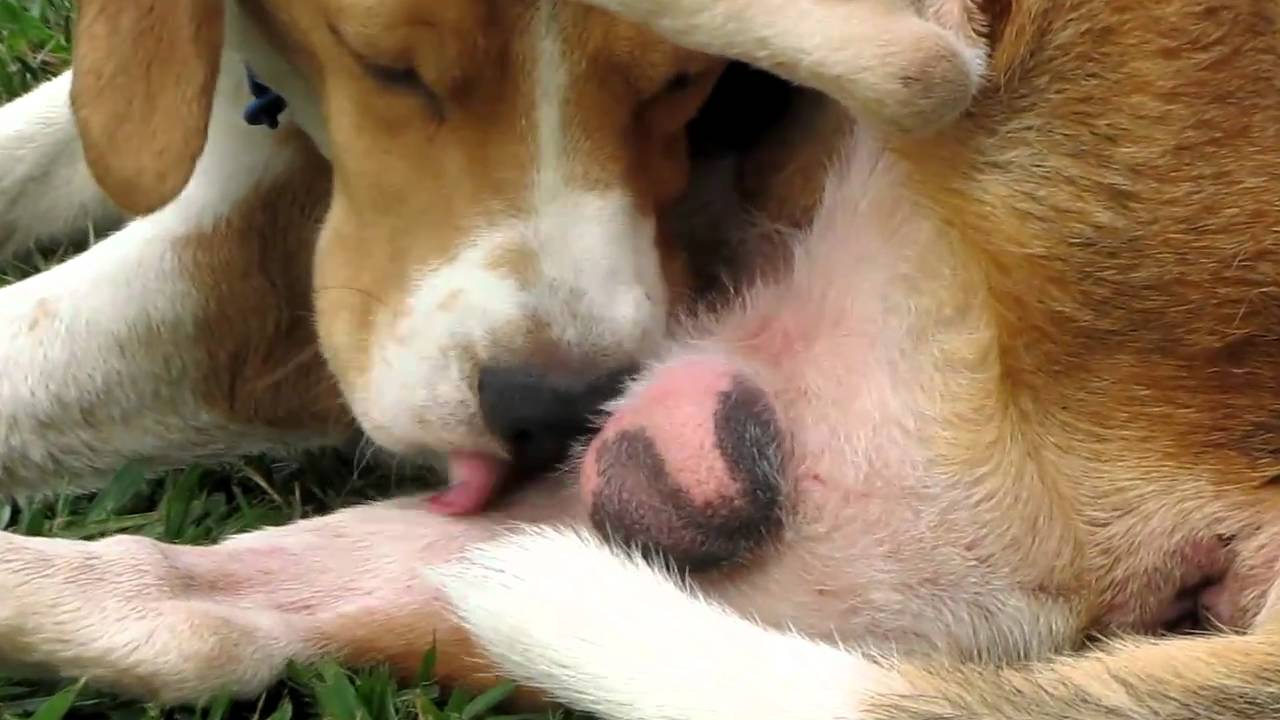 Dogs-Are-Best-Licking-Balls-Close-Up.jpg