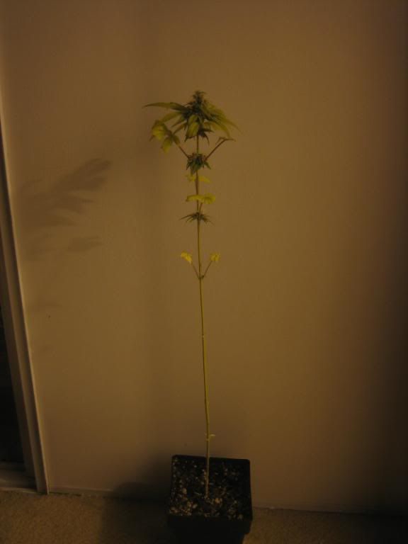 bagseed3.jpg