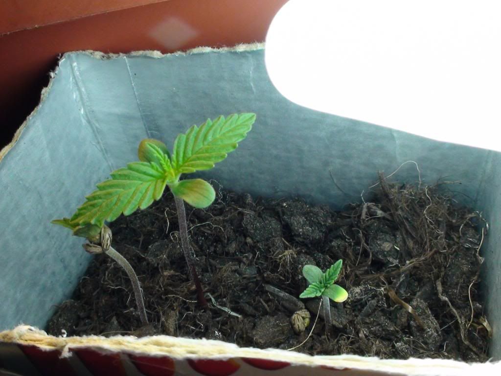 DSC00712.jpg