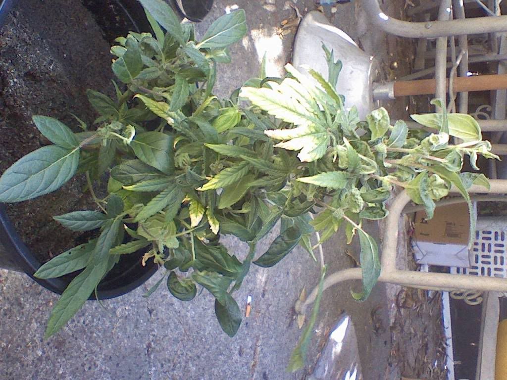 0520081631a.jpg
