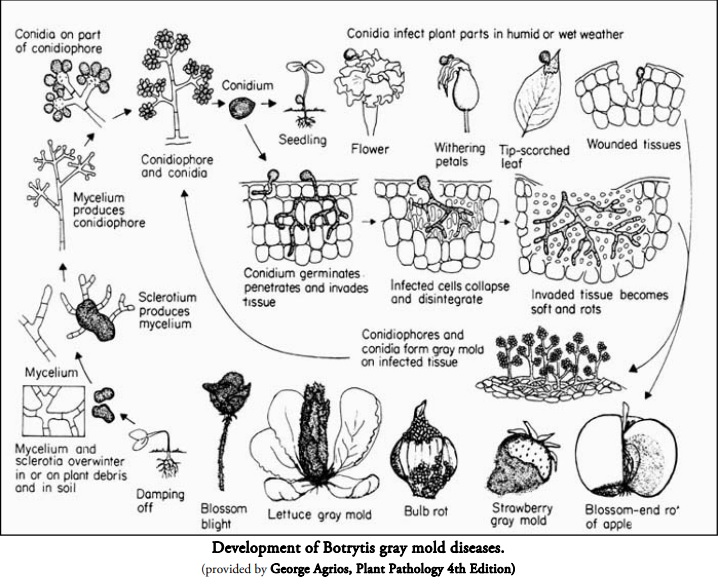 botrytis.jpg