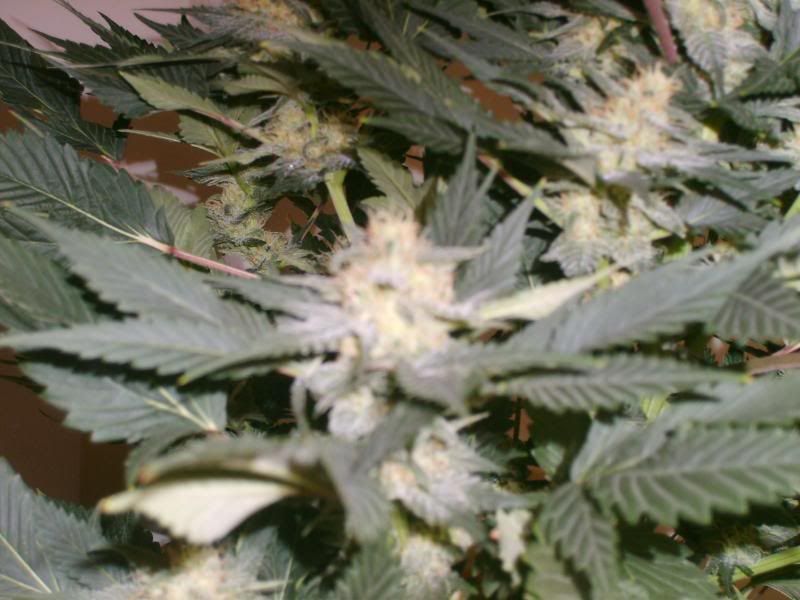 6weeksflowering007.jpg