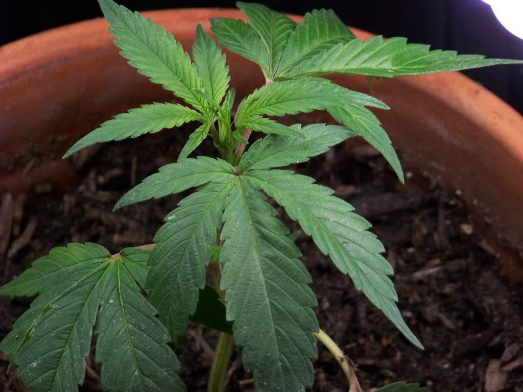Weed003.jpg