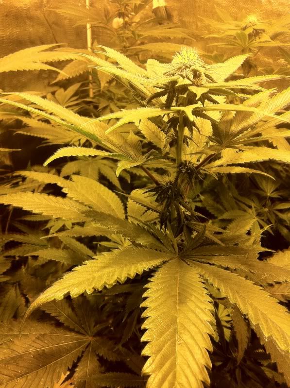 grow043.jpg