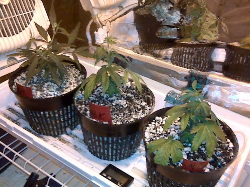 IMG00516.jpg