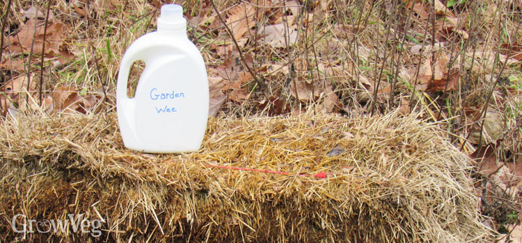 www.growveg.com