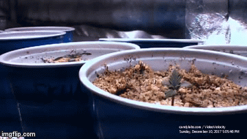2RR2C7b.gif