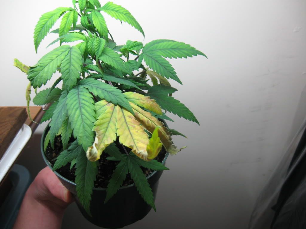 plantproblem012.jpg