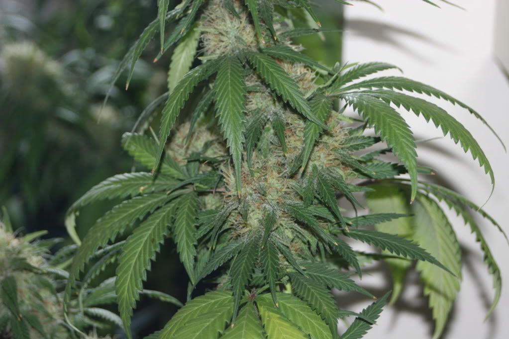 perpetualgrow035.jpg