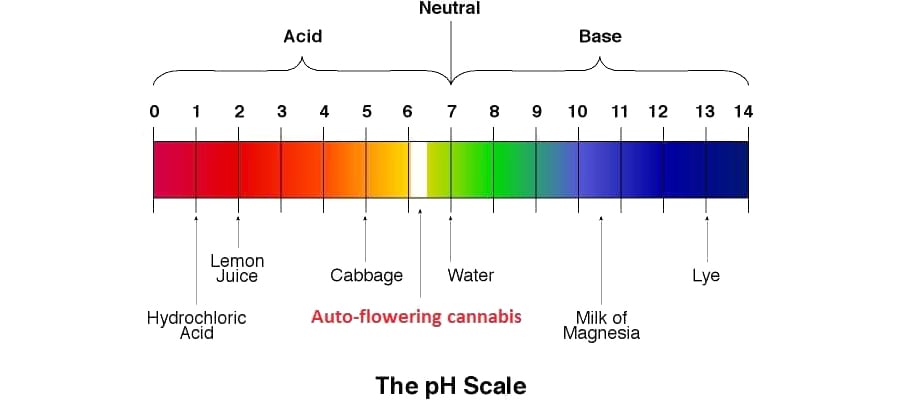PH-scale_1.jpg