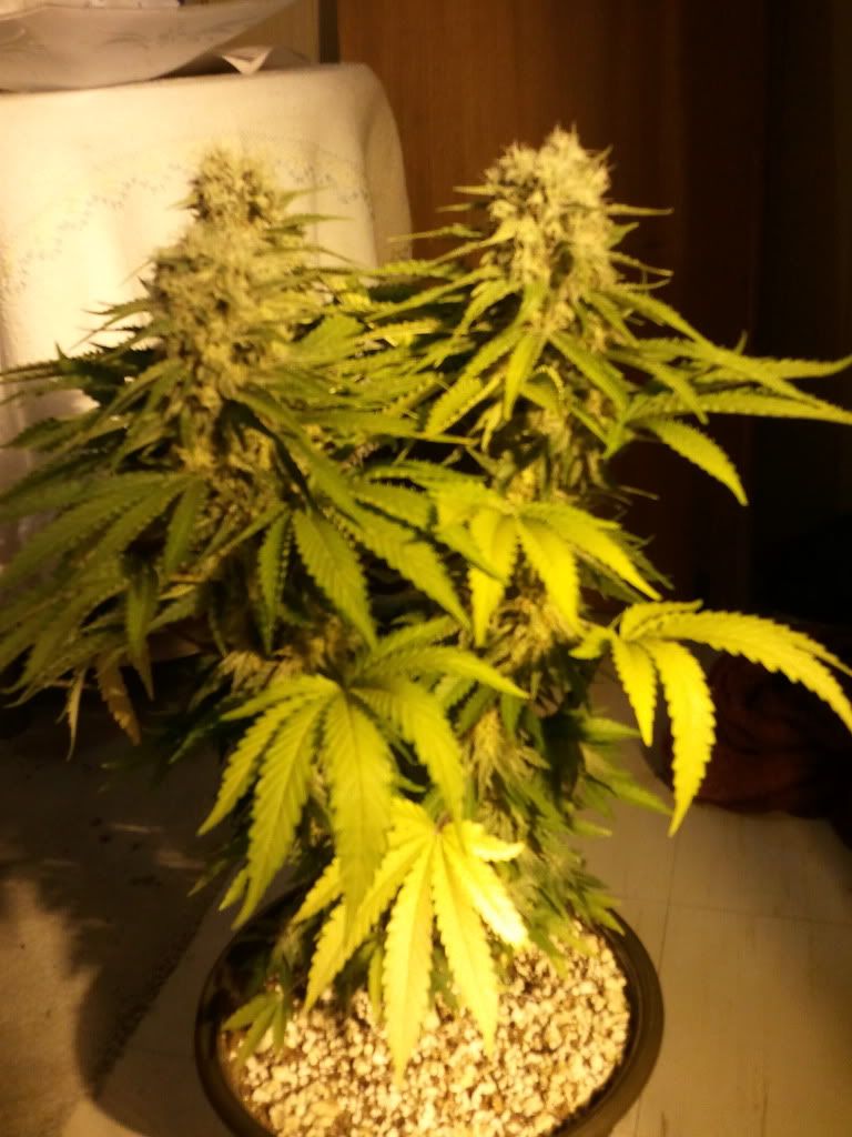 2011-07-10205314.jpg