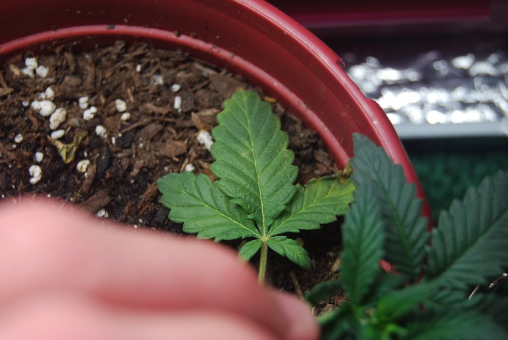 weed26002.jpg