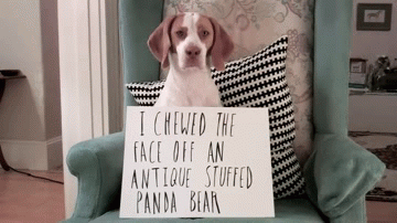 ZQRniXx.gif