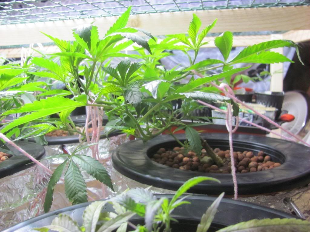 IMG_2885_zps3966cbd7.jpg