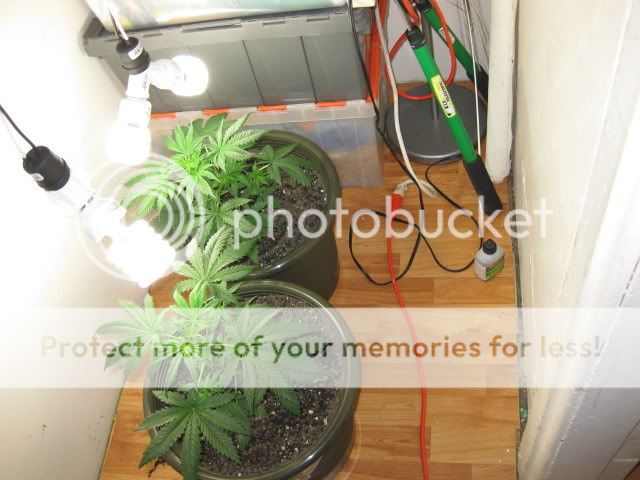 Picture091.jpg