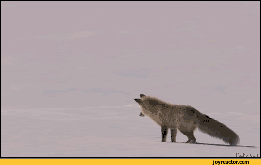 gif-fox-snow-day-jump-964268.gif