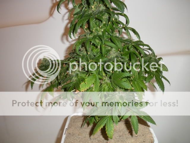 DSCN1192.jpg
