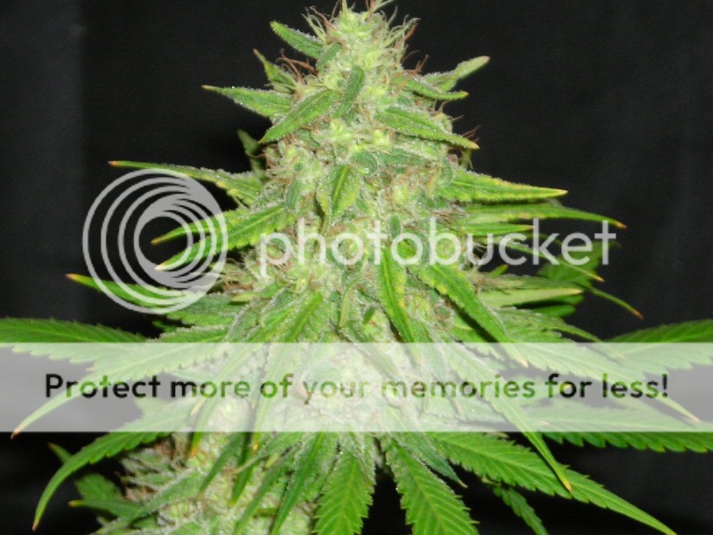 420015.jpg