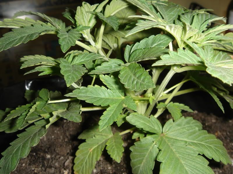 plants004.jpg