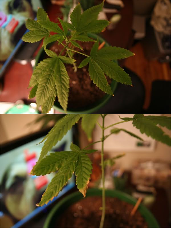 plants.jpg