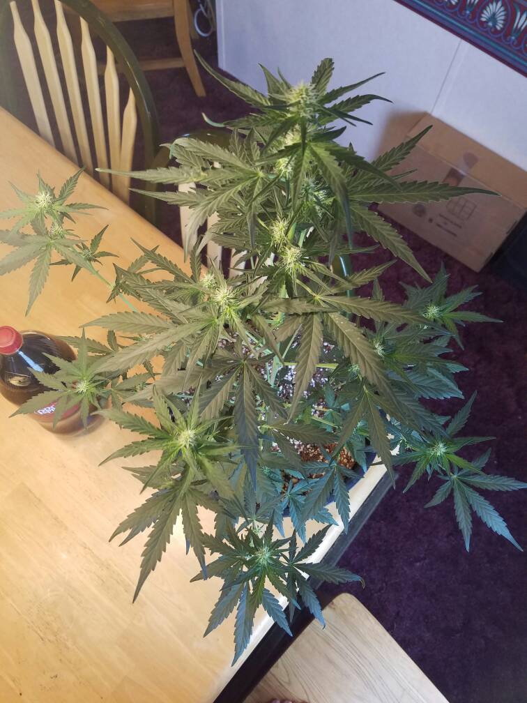 420-magazine-mobile1743883006.jpg