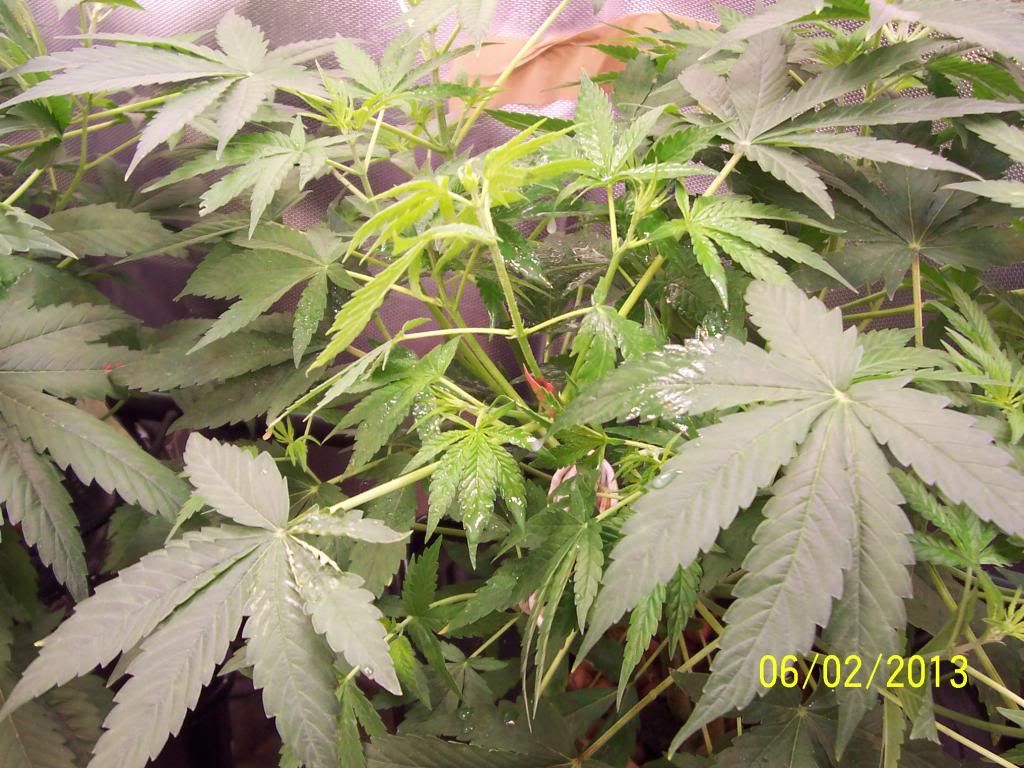 100_3332_zps52f0d2da.jpg