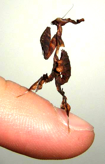 Ghost Mantis3.JPG