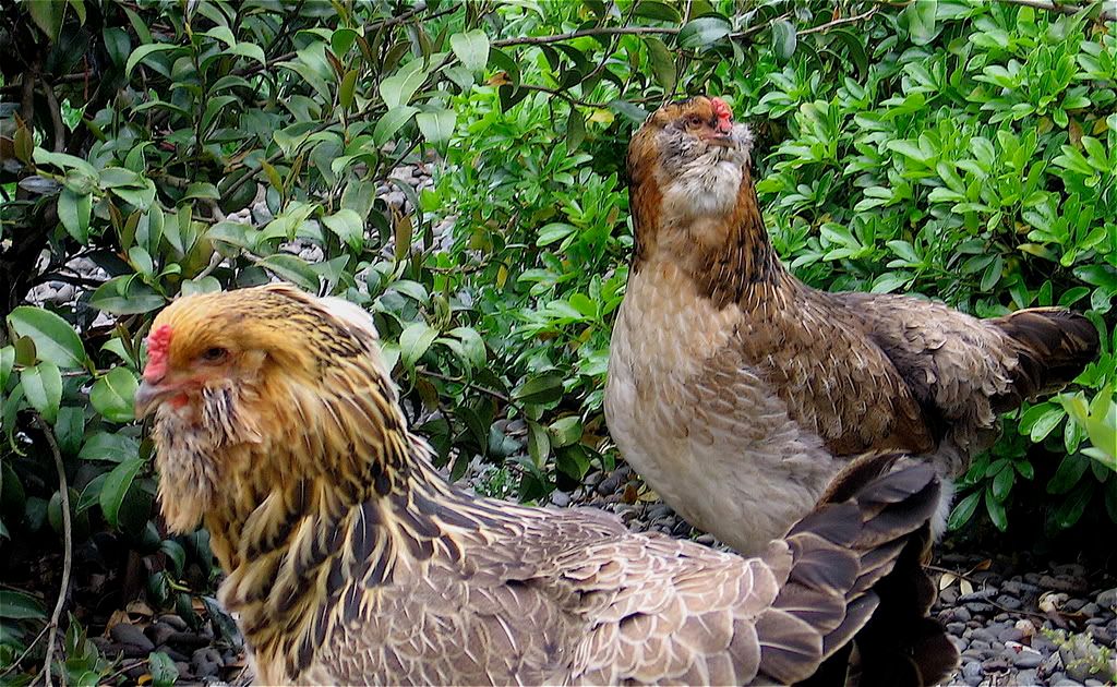 chickens.jpg