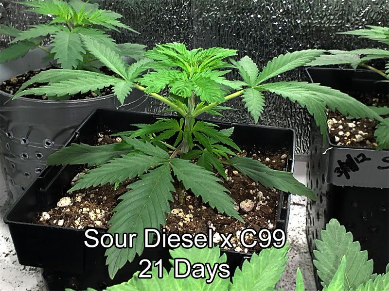 sour_01.jpg