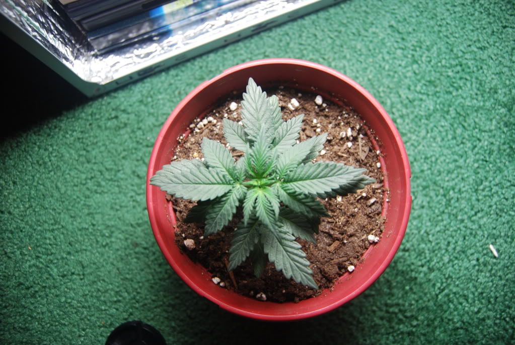 weed20008.jpg