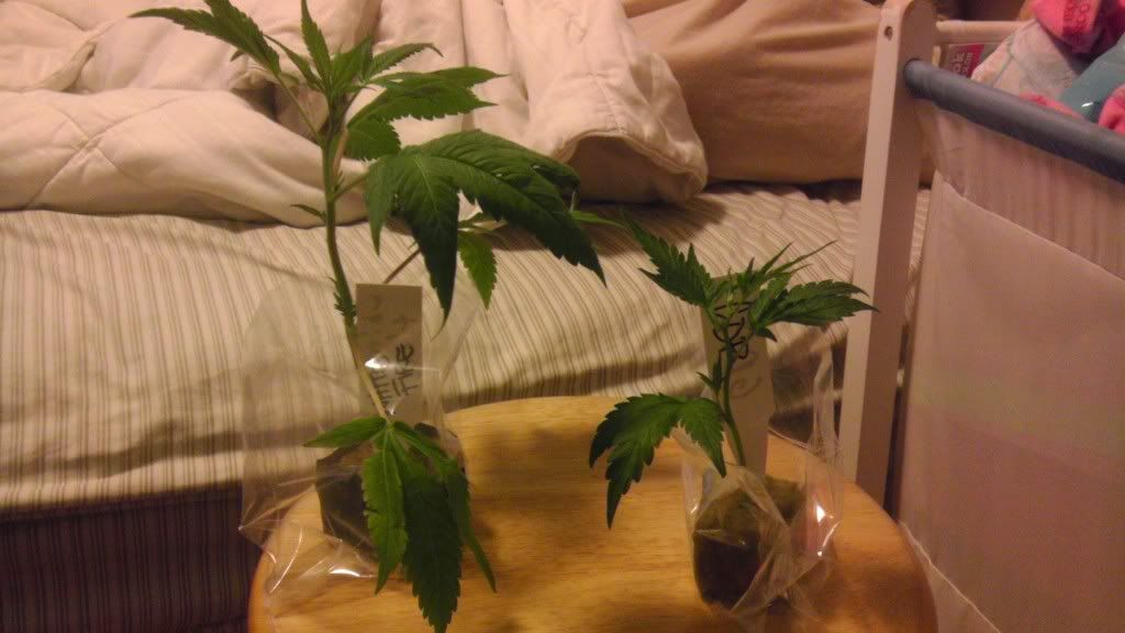 IMAG0165.jpg