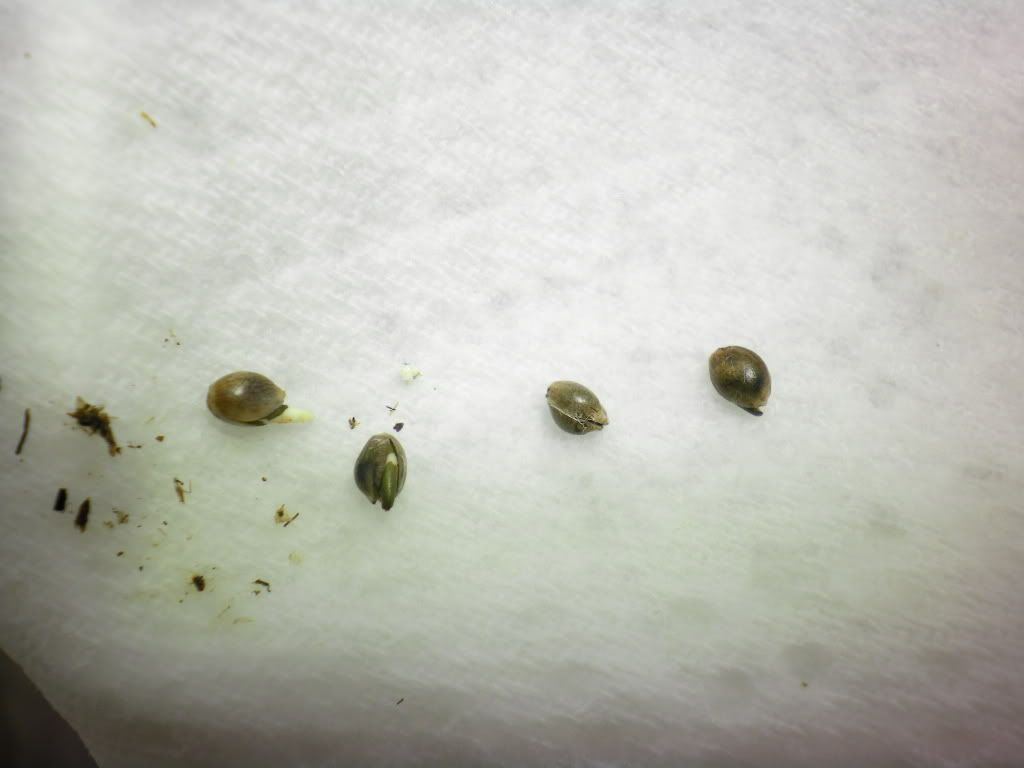 dutchpassionblueberryfem001.jpg
