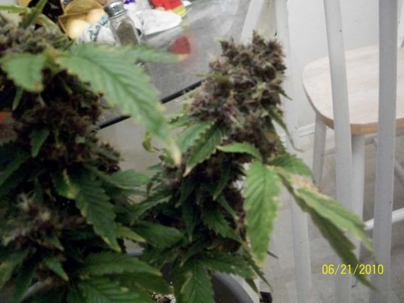 100_1306-Copy.jpg