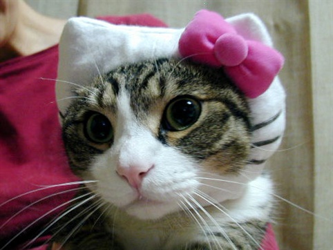 hello-kitty-cat-7.jpg