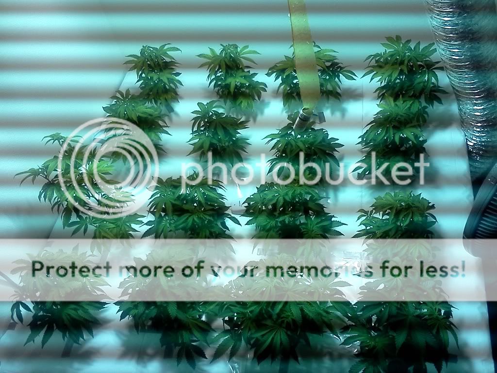 Plant5.jpg