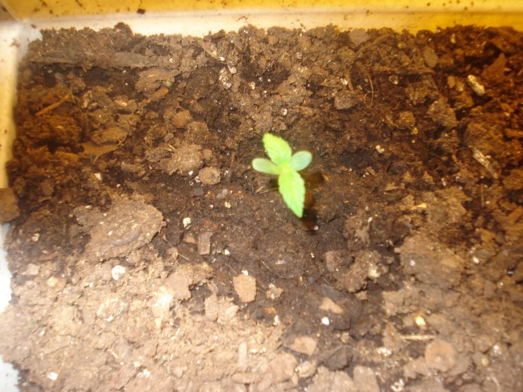 DSC01137.jpg