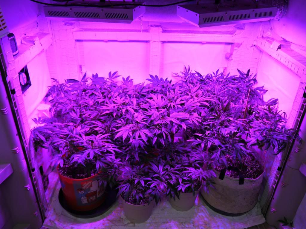 VegprOn1_zps4e7fa923.jpg
