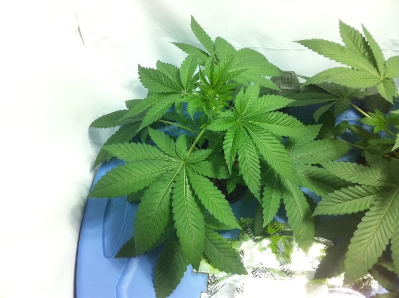 plant2big.jpg