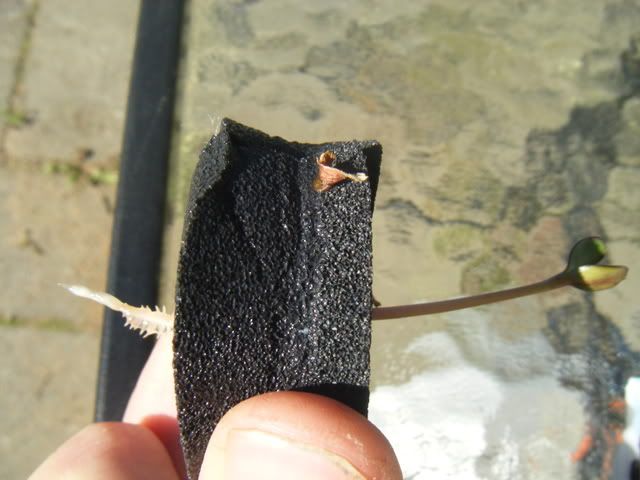 DSCF1532.jpg