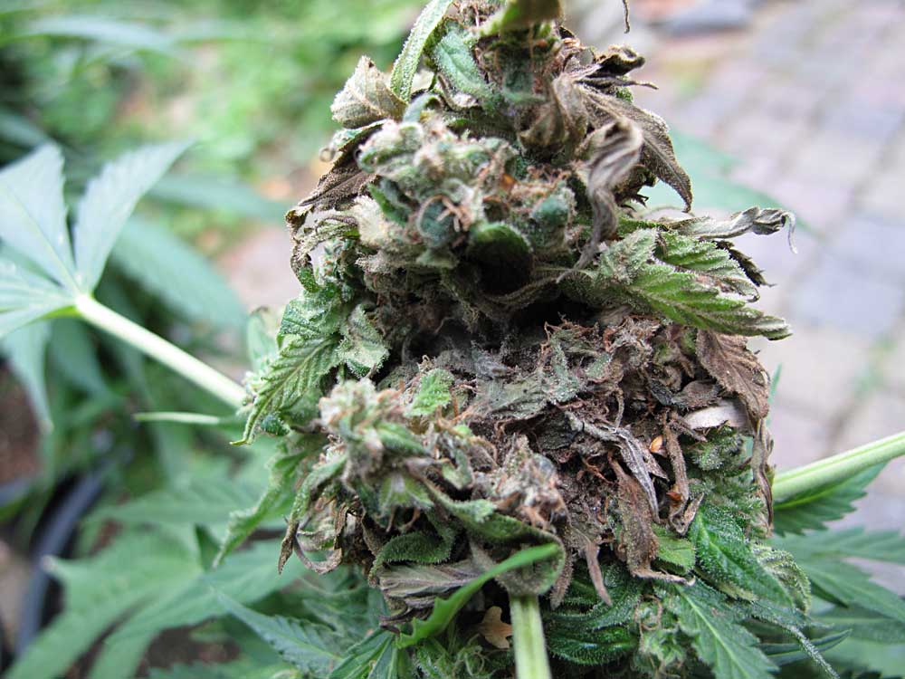 bud-rot-damage.jpg