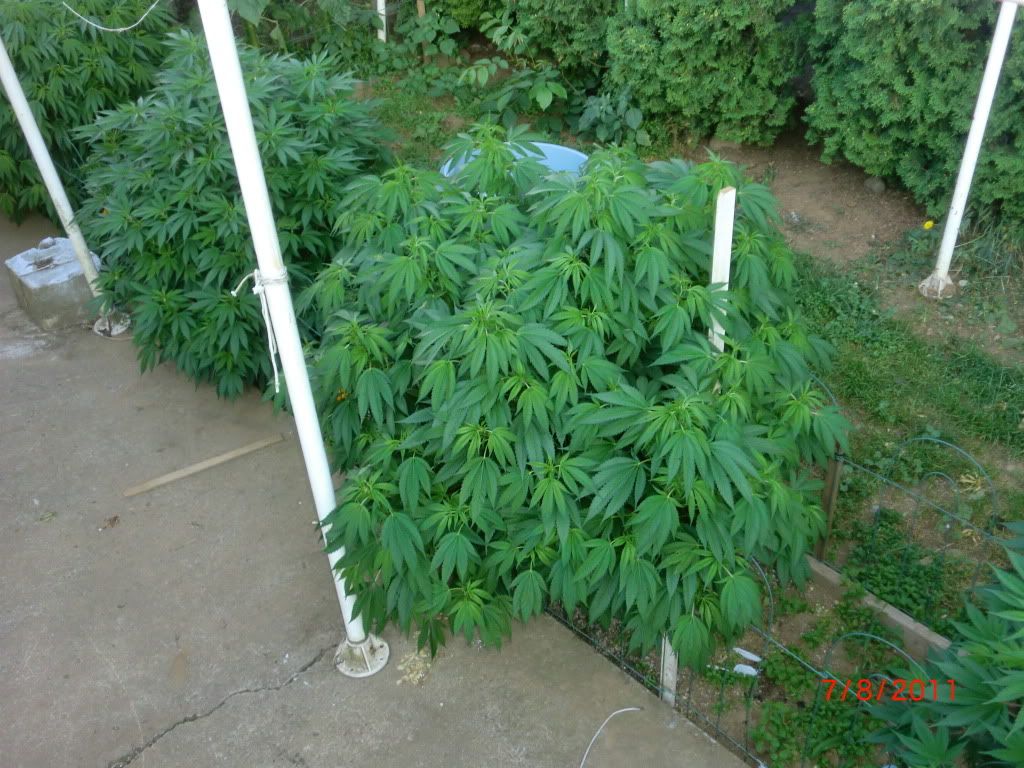 CIMG5684.jpg