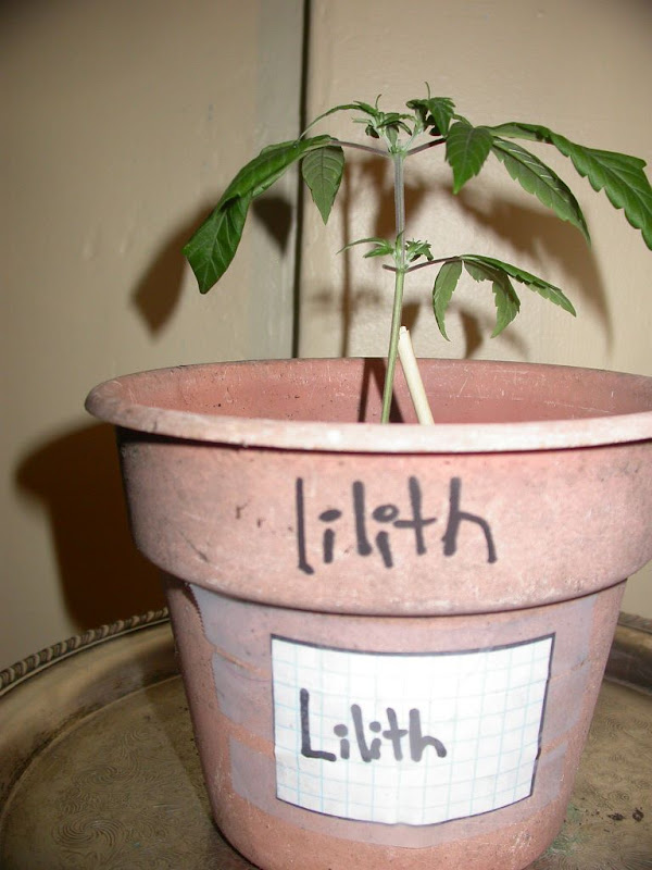 lilith.JPG