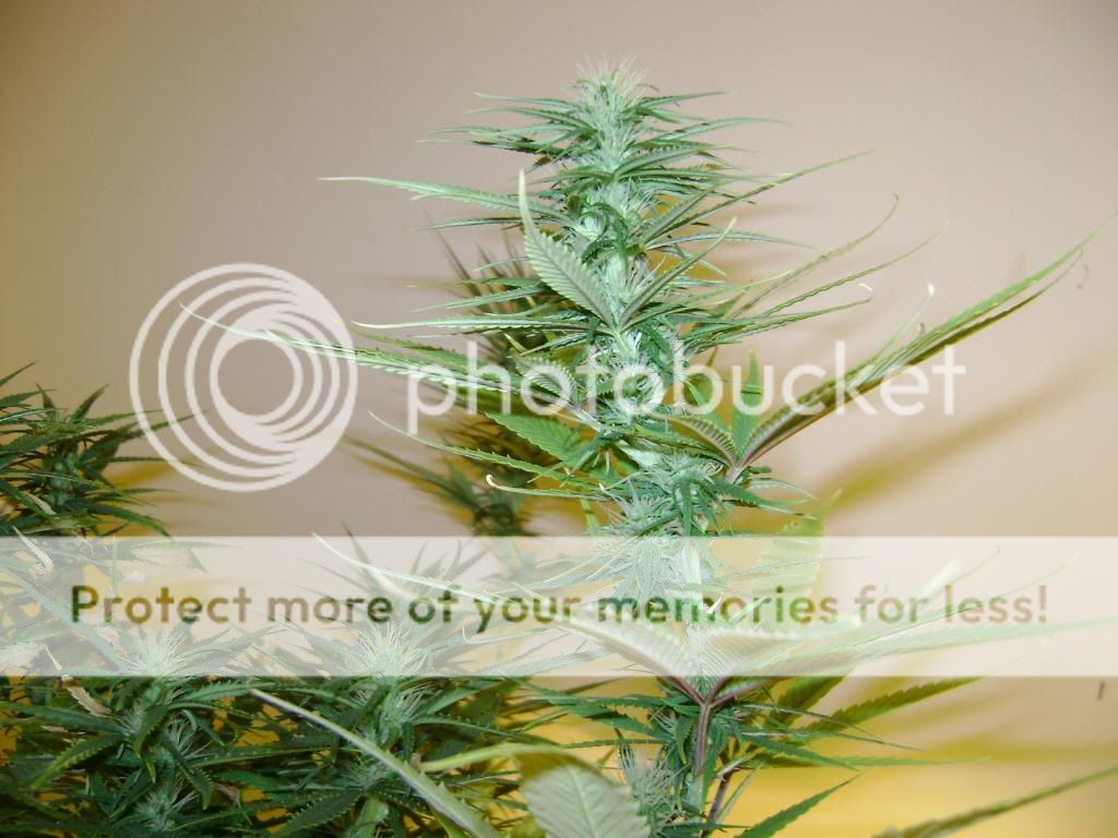 plantproblems034.jpg
