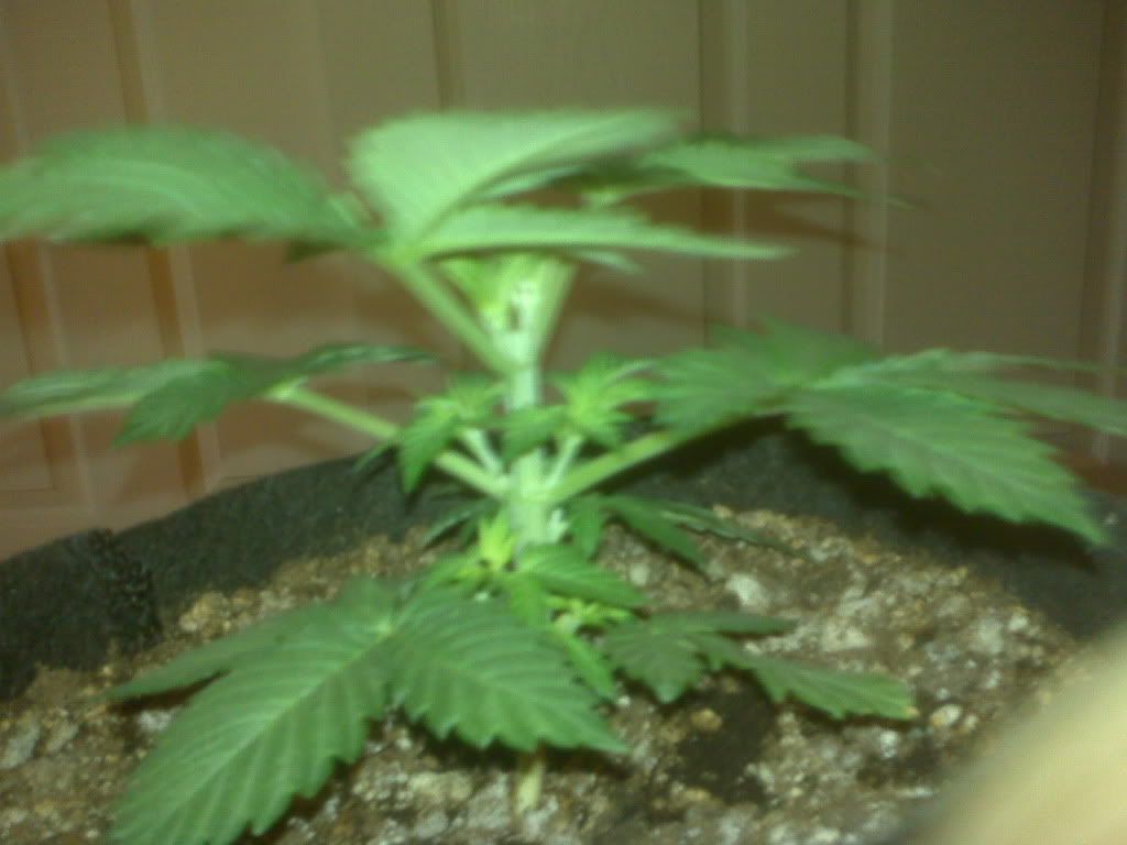 IMG00369.jpg